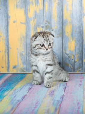 Şirin tabby yavru kedi, İskoç Fold 