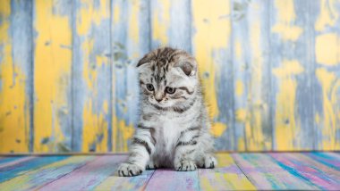 Şirin tabby yavru kedi, İskoç Fold 