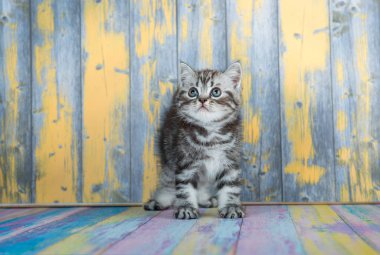 Şirin tabby yavru kedi, İskoç Fold 