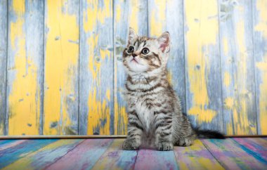 Şirin tabby yavru kedi, İskoç Fold 