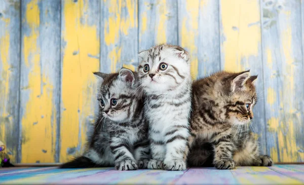 Cute Tabby Kittens Scottish Fold — Stock Photo, Image