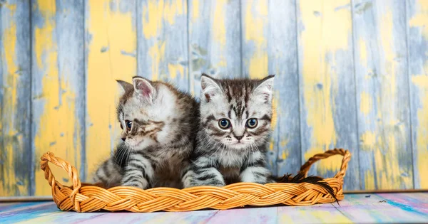 Niedliche Gestromte Kätzchen Schottische Falte — Stockfoto