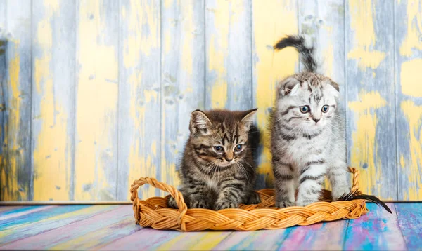 Niedliche Gestromte Kätzchen Schottische Falte — Stockfoto