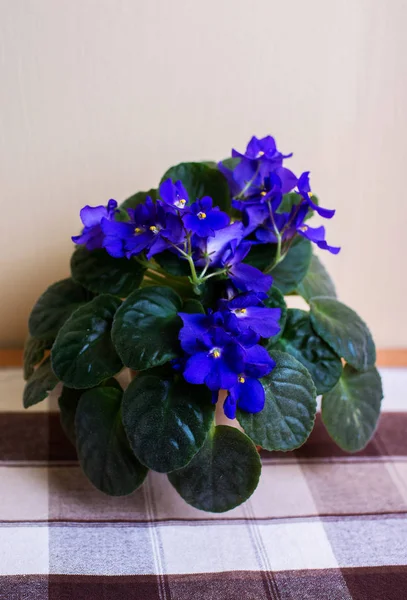 African violets blossom senpolia, beautiful blooming violets. Viola.