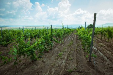 Genç bağ detay yakın