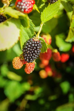 çalılar olgun taze böğürtlen, yeni ürün