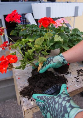 Bahçıvanlar saksıya çiçek ekerler. .