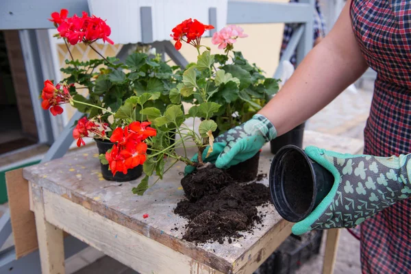 Gardeners Hand Planting Flowers Pot — Stock Photo, Image