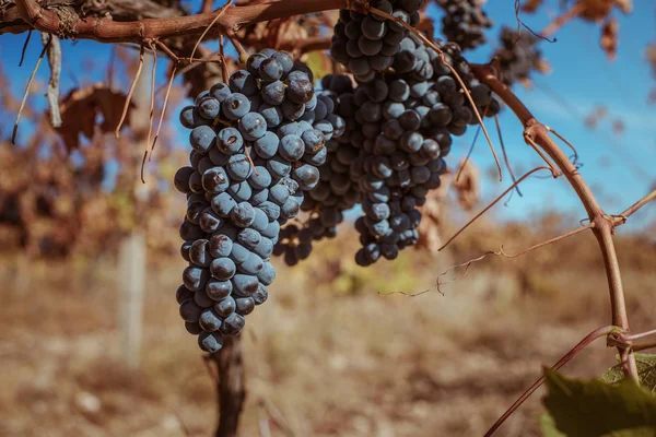 Weinreben Zur Erntezeit — Stockfoto