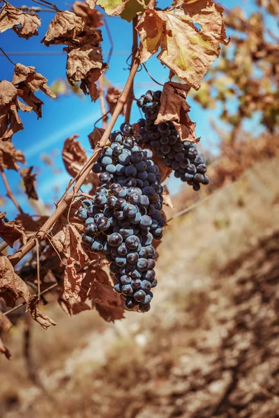葡萄收获时的葡萄 — 图库照片