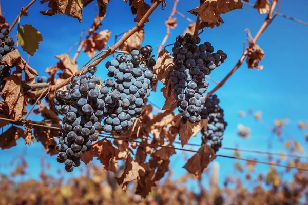 Weinreben Zur Erntezeit — Stockfoto