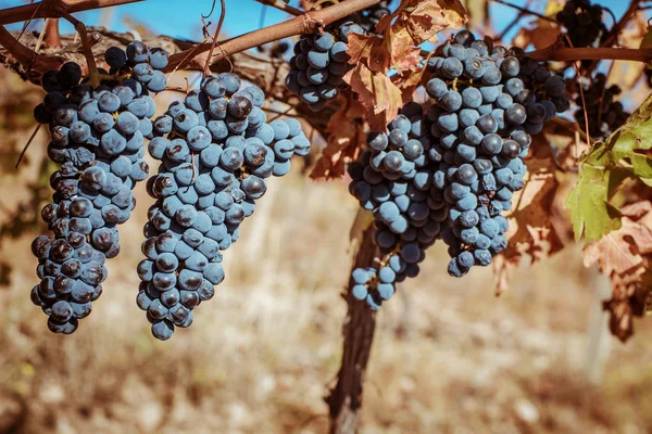 Виноградные Лозы Время Сбора Урожая — стоковое фото