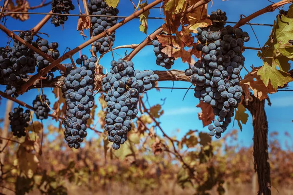 Grape Vines Harvest Time — Stock Photo, Image