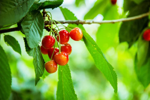 Reife Kirschen Auf Einem Zweig Garten — Stockfoto