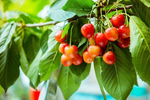 Cerezas Maduras Una Rama Jardín — Foto de Stock