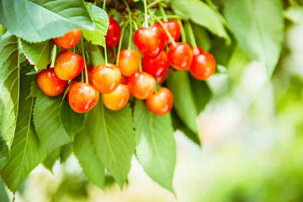 Reife Kirschen Auf Einem Zweig Garten — Stockfoto