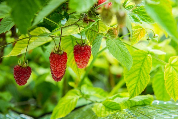 Himbeeren Auf Einem Zweig Garten — Stockfoto