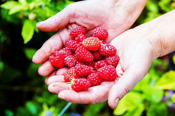 Hands Elderly Woman Raspberries Stock Picture