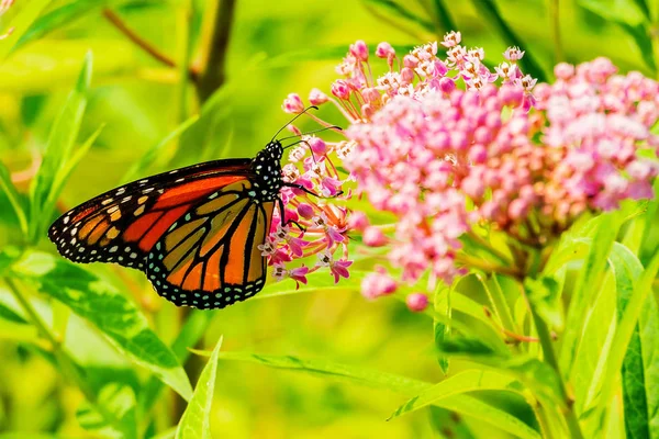 Big Beautiful Butterfly Drinks Nectar Spring Flowers — Stock Photo, Image