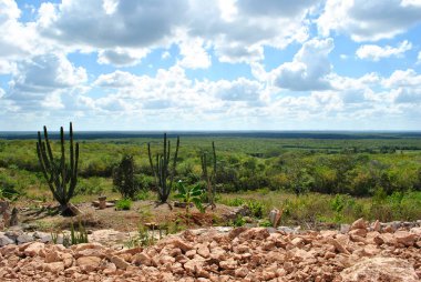 Meksika Baja California yucatan kaktüs alanları