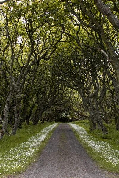 Bright green tree lined road on sunset. Tree avenues or tree alleys are trees planted in straight lines along roadways or driveways.