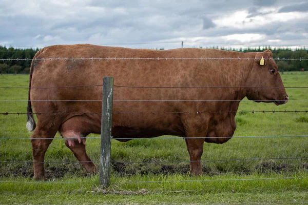 Vaca marrón aislada sobre fondo blanco escocés —  Fotos de Stock