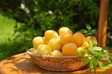 Hasır kaplamalı taze kayısılar ve yeşil bahçe arka planı.