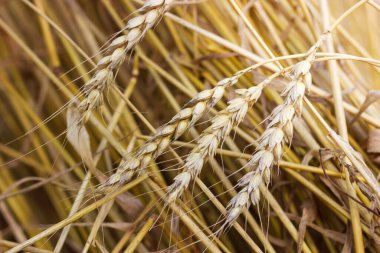 Olgun buğday başakları. Buğday tarlası. Hasat konsepti