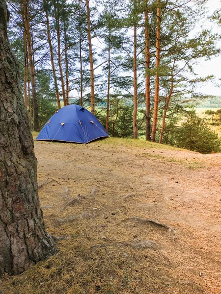 Blue camping tent in pine tree forest. Active family holidays