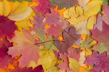 Kuru sonbahar yapraklarından yapılmış renkli ve parlak arkaplan