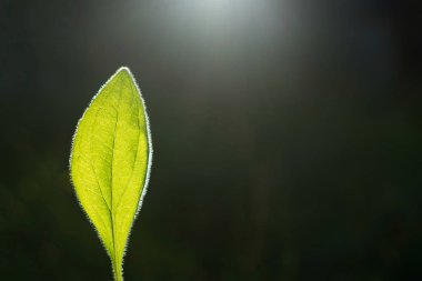 Güneşte bir yaprak.