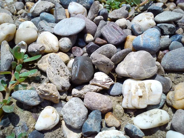 Cáscara blanca lisa - marrón. Piedras de diferentes formas y colores en la playa —  Fotos de Stock