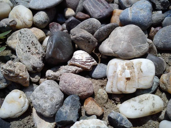 Blanco - concha marrón y piedras de diferentes formas y colores en la playa —  Fotos de Stock