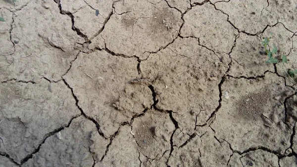 Arid climate. Cracks on the dried ground — Stock Photo, Image