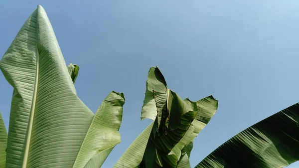 Hojas verdes de un plátano contra un cielo azul — Foto de Stock