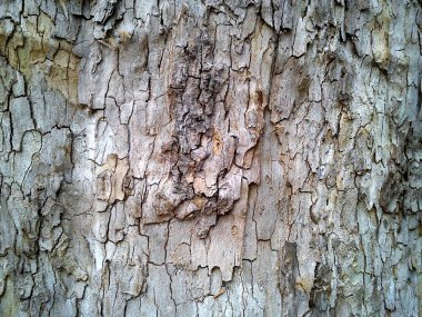 Eski bir Platanus orientalis ağacının kabuğu. Kahverengi - bir peeling kabuğu bej renkler. Fotoğraf Romanya'da çekildi, Eylül 2019