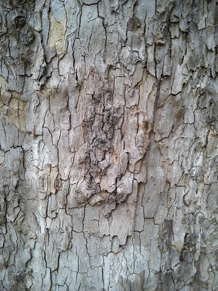 Kůra starého stromu Platanus orientalis. Hnědé-béžové barvy v exfoliační kůře. Balkánu — Stock fotografie