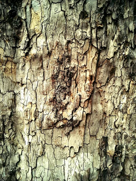 Corteza de árbol en el bosque. Colores marrón y beige en una corteza exfoliante . — Foto de Stock