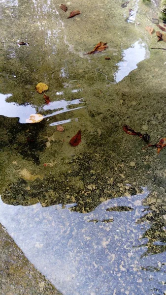 Вода в фонтані міста з бетонним дном. Осінні листя різних кольорів падають у воді. Відбиття блакитного неба у воді.. — стокове фото