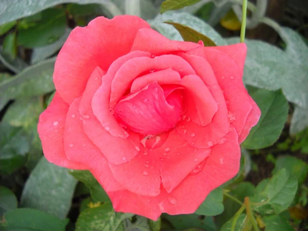 Pink rose in the garden. Well opened petals. Color with a warm nuance. Close-up from above. — ストック写真