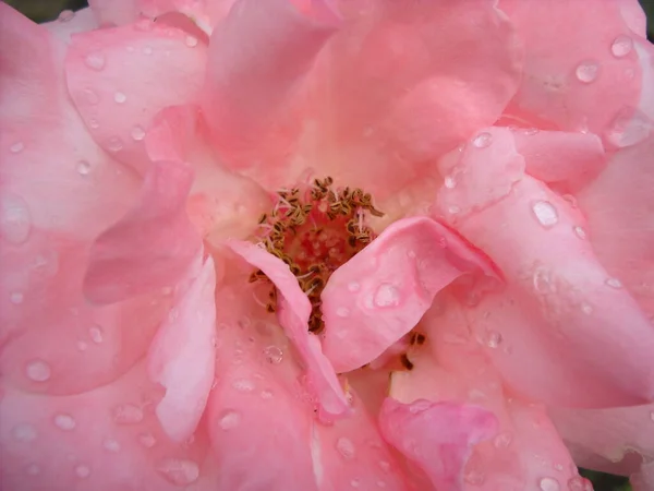 Rosa rosa en el jardín. Pétalos abiertos con gotas de agua. Las plagas y los estambres son notables: los órganos reproductivos de la planta. Color con un matiz cálido. Primer plano desde arriba . — Foto de Stock