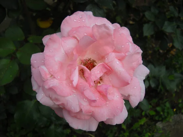 Una rosa en el jardín. Pétalos abiertos con gotas de agua. Las plagas y los estambres son notables. Color con un matiz cálido. Fotografiado desde arriba — Foto de Stock