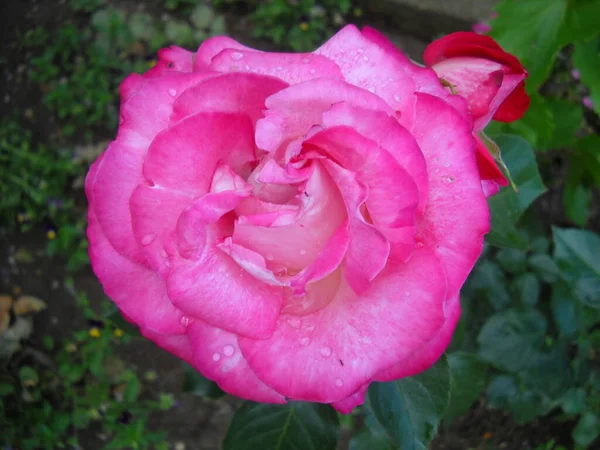 Photographed from above a bright pink garden rose with white veins — ストック写真