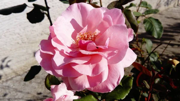 Rosa rosa en el jardín. Las plagas y los estambres son notables: los órganos reproductivos de la rosa. Color con un matiz cálido. Primer plano desde arriba . — Foto de Stock