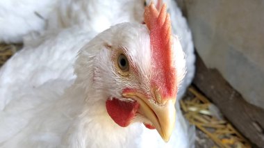 Beyaz bir tavuğun portresi. Horoz mu tavuk mu? Beyaz piliç tek gözüyle kameraya bakıyor. Kuşun bakışları. Gri göz, kırmızı deniz tarağı, tavukta sarı gaga. Yakın plan.