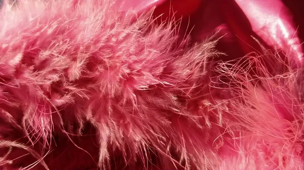 Rózsaszín Műszőrme Vagy Rózsaszín Színű Természetes Madár Tollak Közelkép Könnyű — Stock Fotó