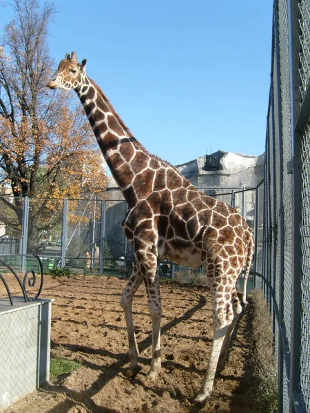 Giraffa Allo Zoo Mosca Animale Alto Sano Con Capelli Macchiati — Foto Stock