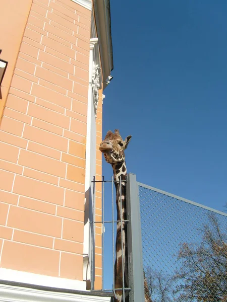 Une Girafe Avec Cou Allongé Longues Taches Jette Coup Oeil — Photo