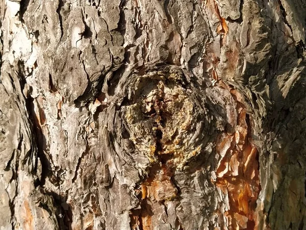 Een Knoop Een Boomstam Een Plek Een Dennentak Breken Cirkelvormige — Stockfoto