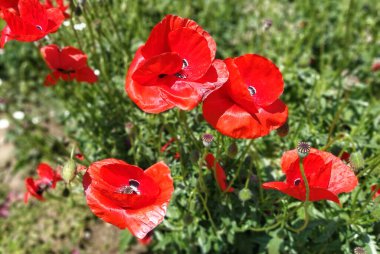 Güneşin altında parlayan çok güzel kırmızı gelincikler. 4 büyük çiçek. Arka plan bulanık. Yoğun kırmızı renk. Yaz havası. Haşhaş tarlası. Resmin kenarlarına hafifçe odaklan.